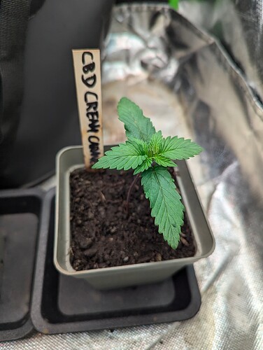 Growreport Bild 3