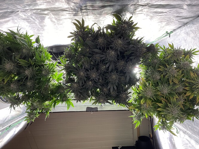 Growreport Bild 13