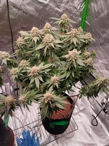 Growreport Bild 22