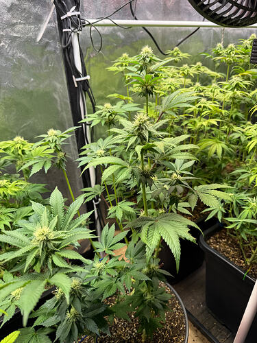 Growreport Bild 24