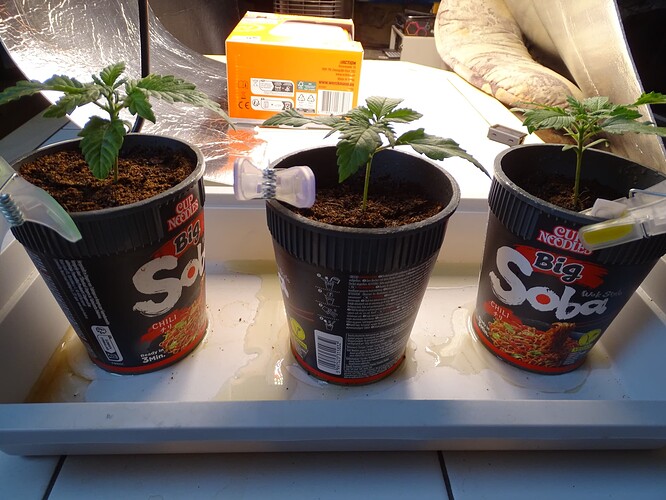 Growreport Bild 2