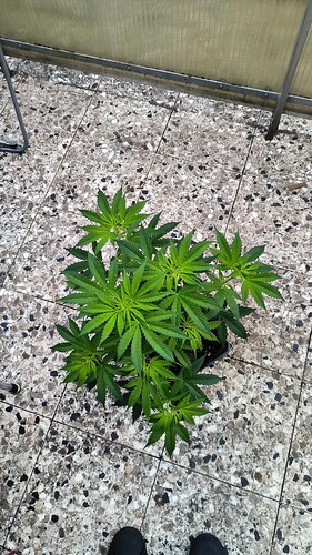 Growreport Bild 1
