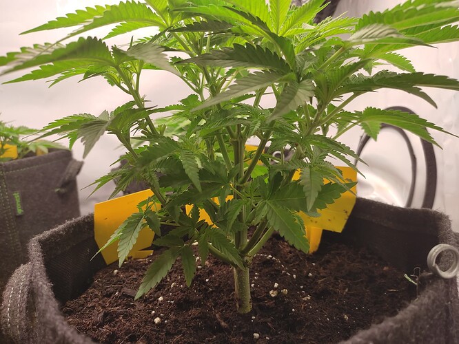 Growreport Bild 31