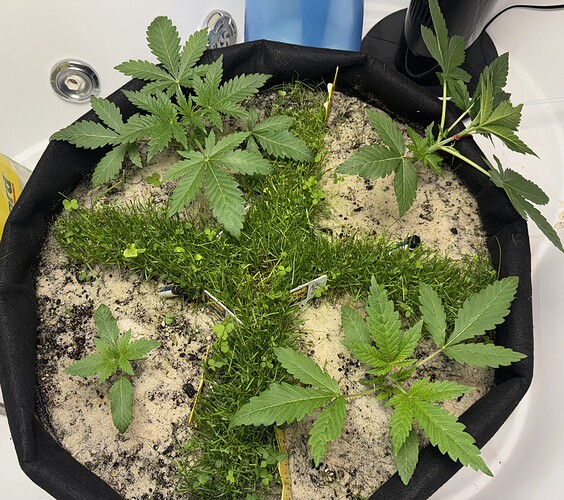 Growreport Bild 4