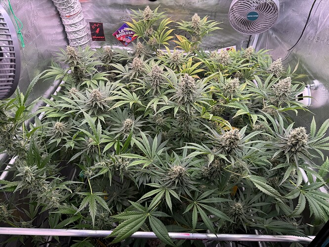 Growreport Bild 6