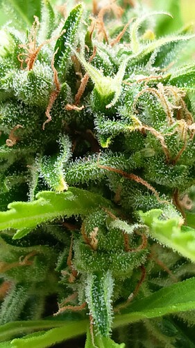 Growreport Bild 9