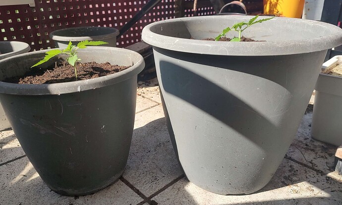 Growreport Bild 2