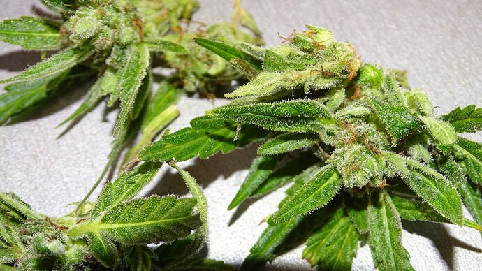 Growreport Bild 7