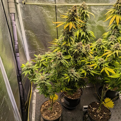 Growreport Bild 9