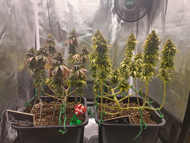 Growreport Bild 11