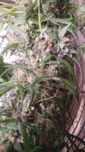 Growreport Bild 22