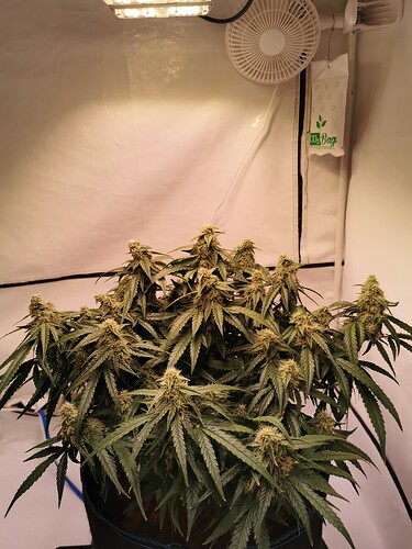 Growreport Bild 1