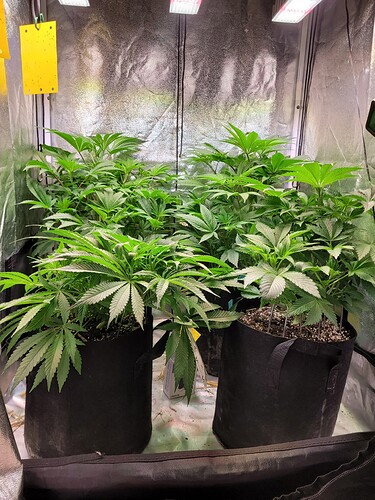 Growreport Bild 2