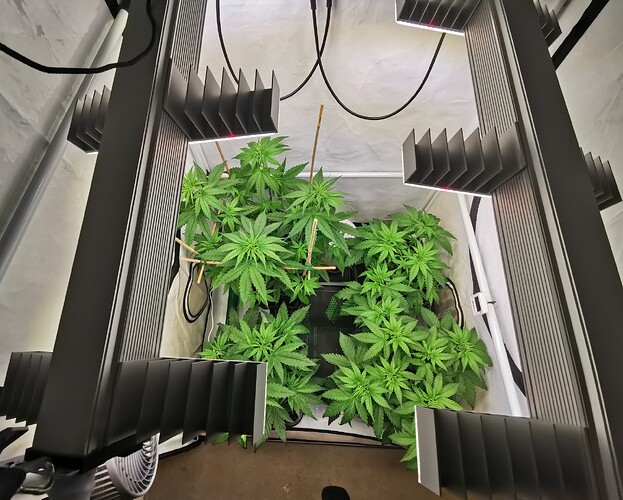Growreport Bild 3