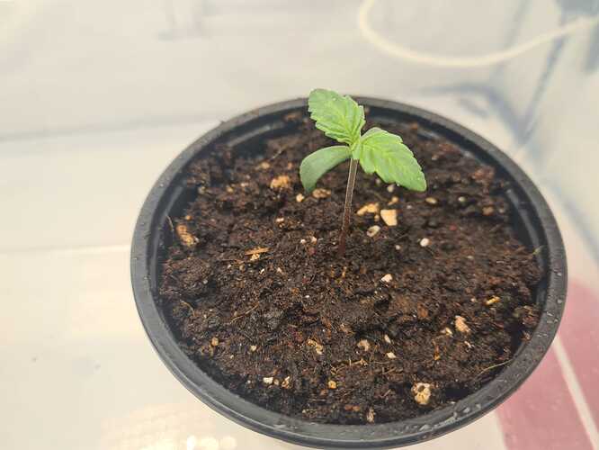 Growreport Bild 2