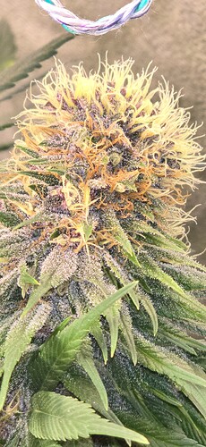 Growreport Bild 2