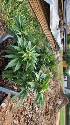 Growreport Bild 1