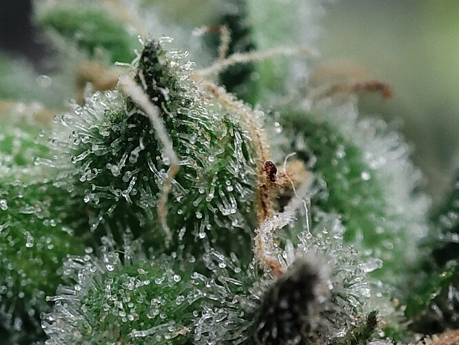 Growreport Bild 58
