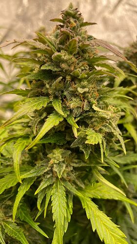 Growreport Bild 5