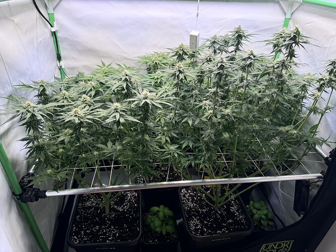 Growreport Bild 3