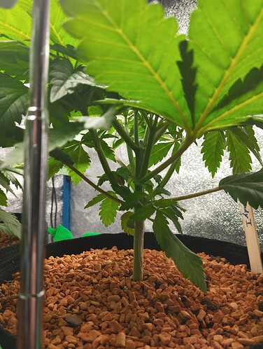 IMG_20241213_203217 - Kopie