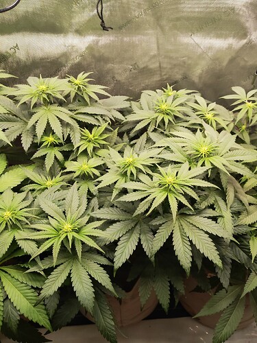 Growreport Bild 4