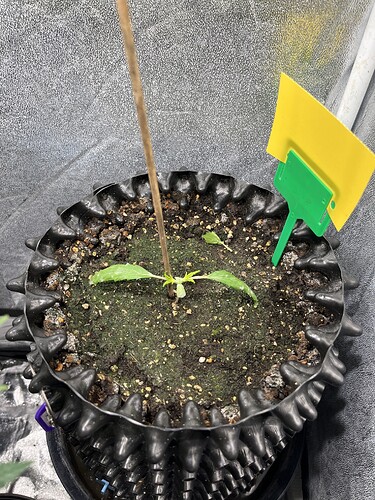 Growreport Bild 3