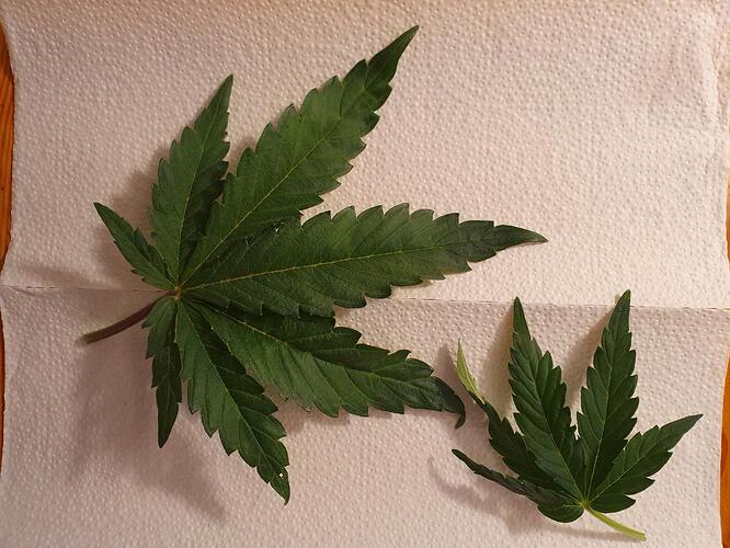 37 Tage_Blätter_ 2025-06-02-211618_001