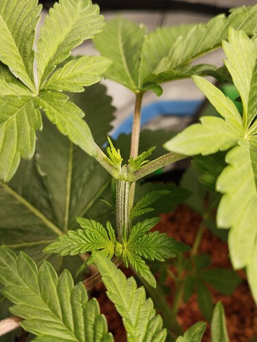 Growreport Bild 5