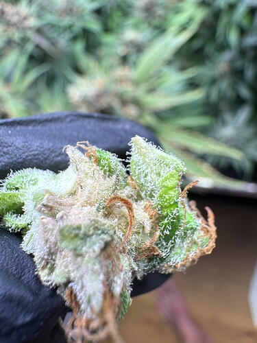 Growreport Bild 5