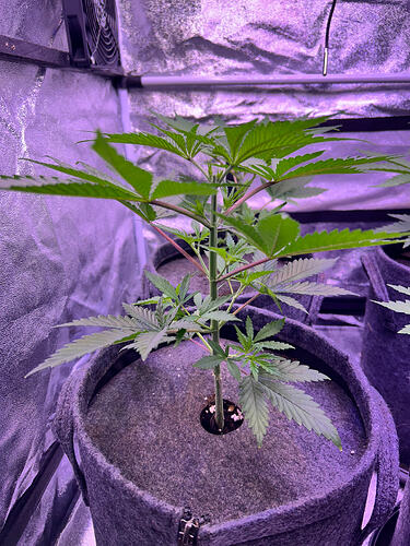 Eine junge Cannabis-Pflanze in einem Stofftopf in einem Growzelt unter lila LED-Beleuchtung.
