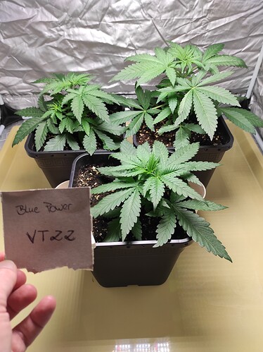 Growreport Bild 3