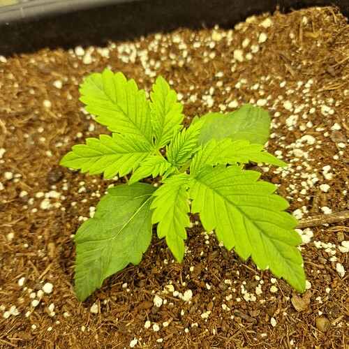 Growreport Bild 7