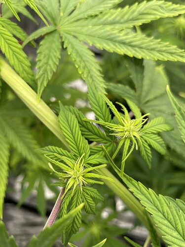 Growreport Bild 3