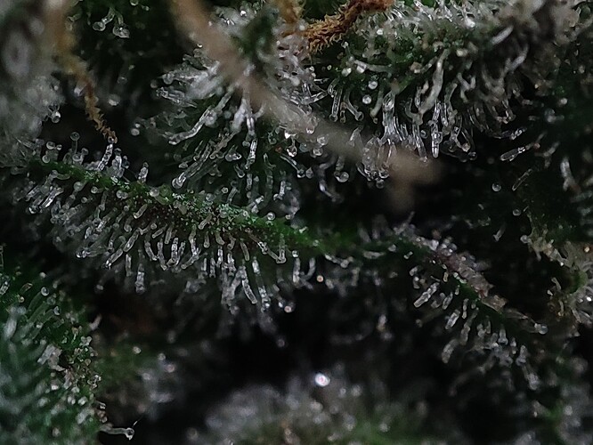 Growreport Bild 53