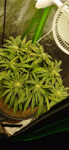 Growreport Bild 6