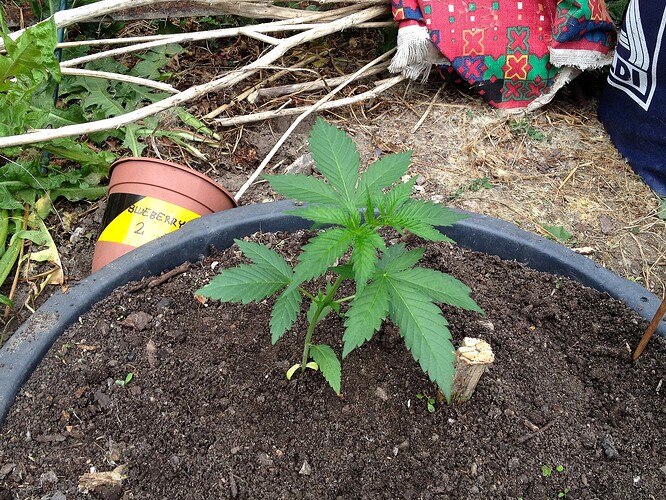 Grow25_0527_05