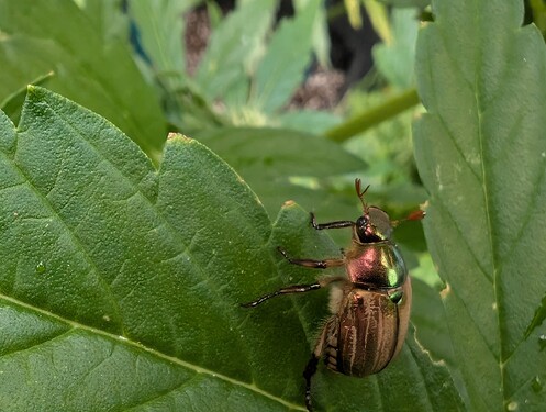 PXL_20250622_145951576