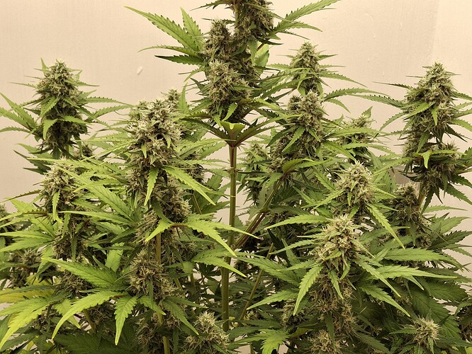 Growreport Bild 171