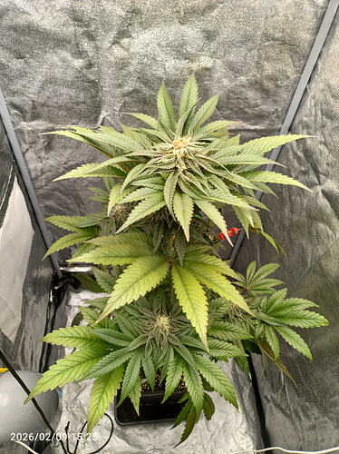 Growreport Bild 13