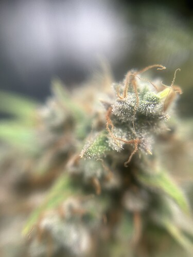 Growreport Bild 12