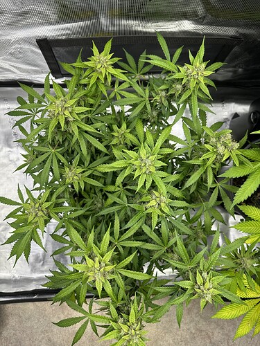 Growreport Bild 19
