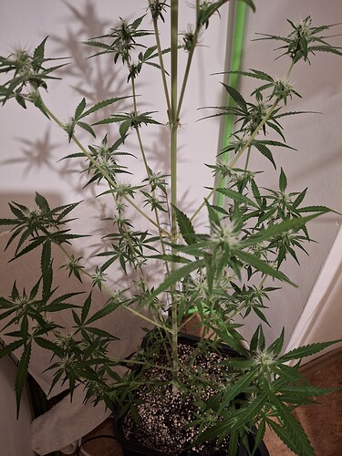 Growreport Bild 193