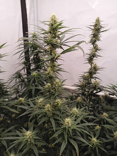 Growreport Bild 17