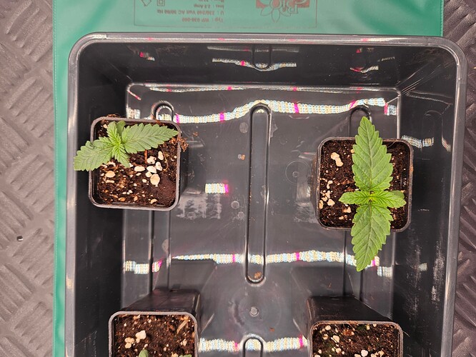 Growreport Bild 18