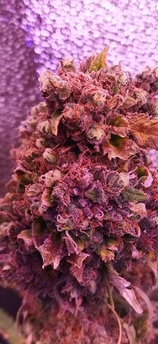 Growreport Bild 7