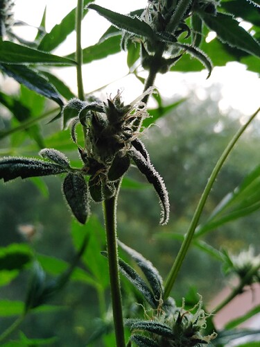 Growreport Bild 1