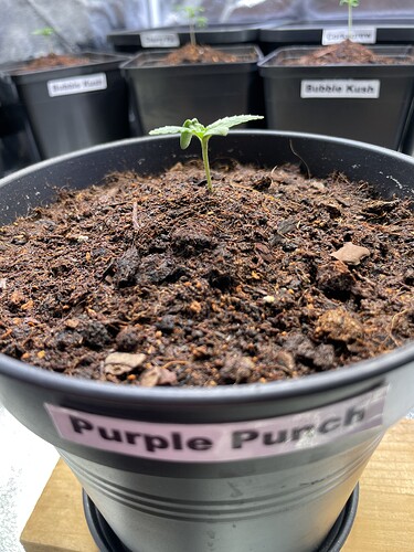 Growreport Bild 17