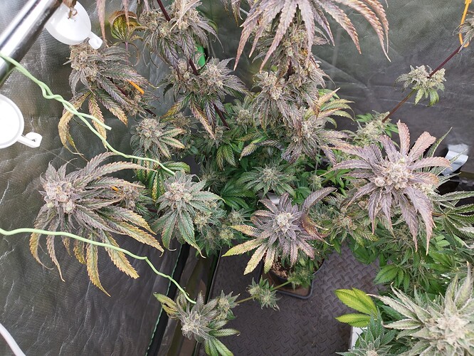 Growreport Bild 2