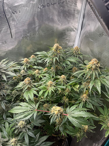 Growreport Bild 23